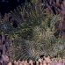rhinopias_lacy_crci_mb_h_0011_png1794.jpg